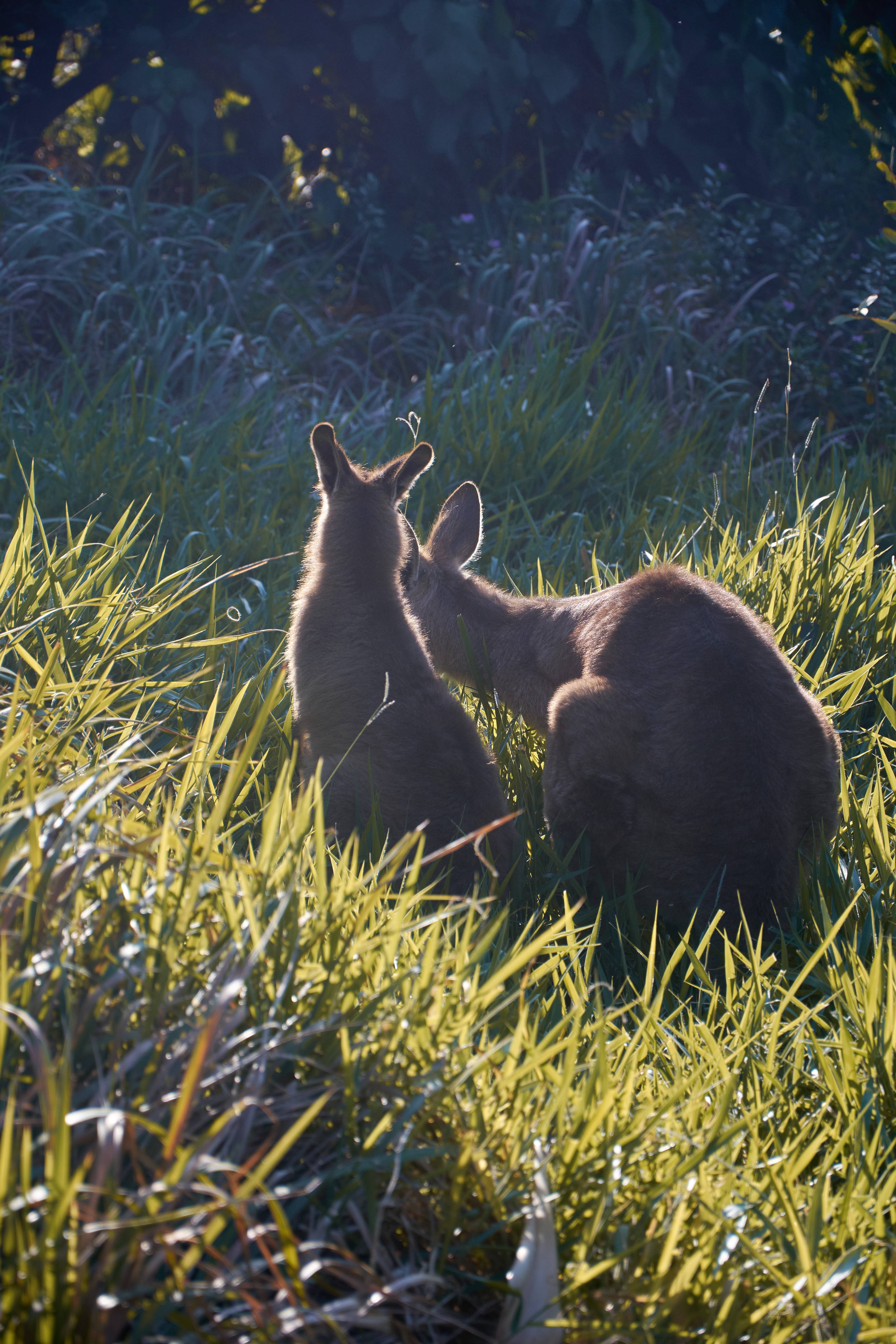 Australia photograph
