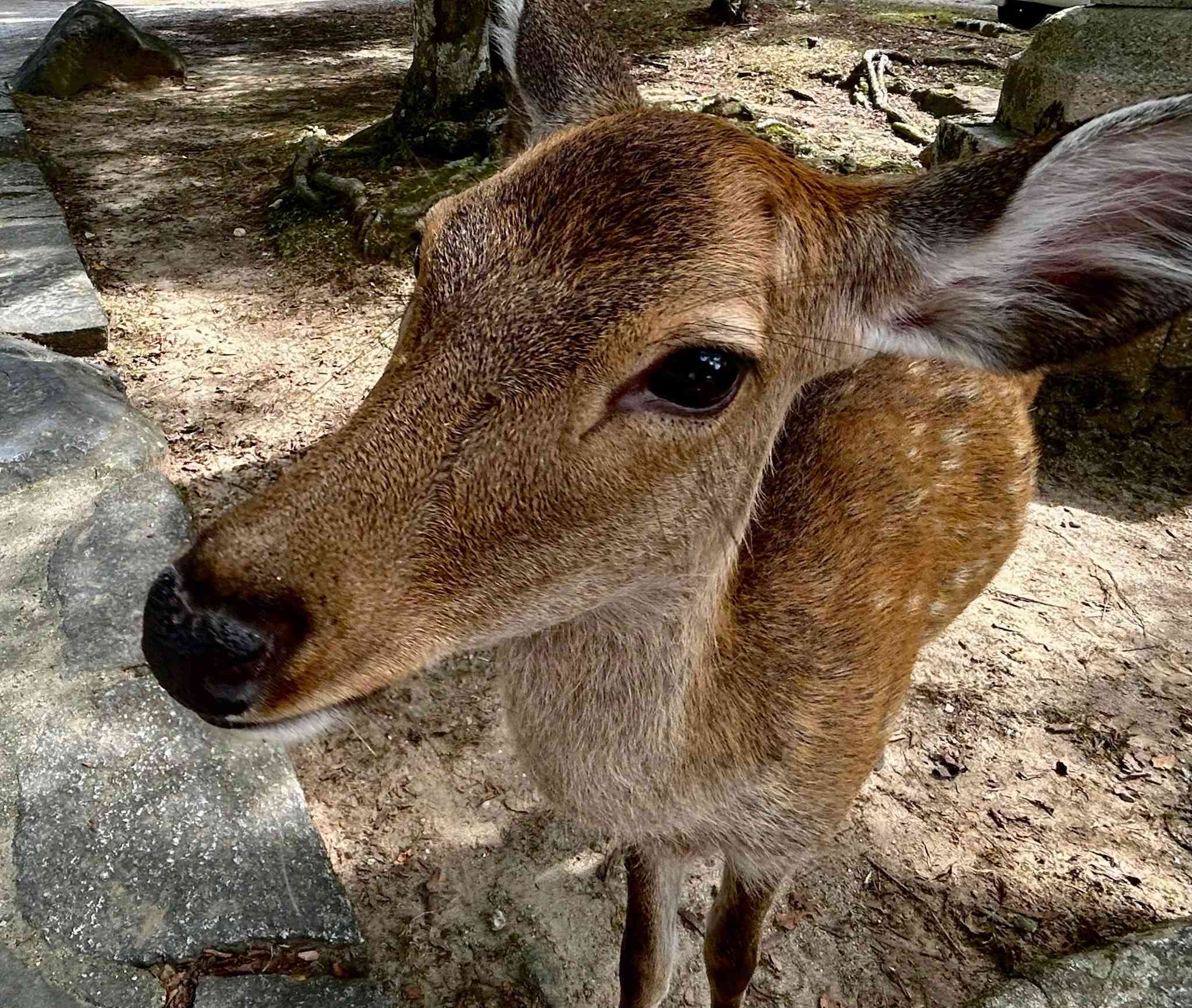 Japan photograph