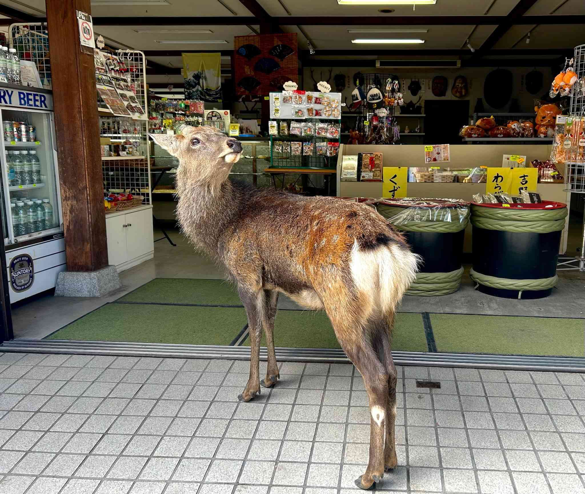 Japan photograph