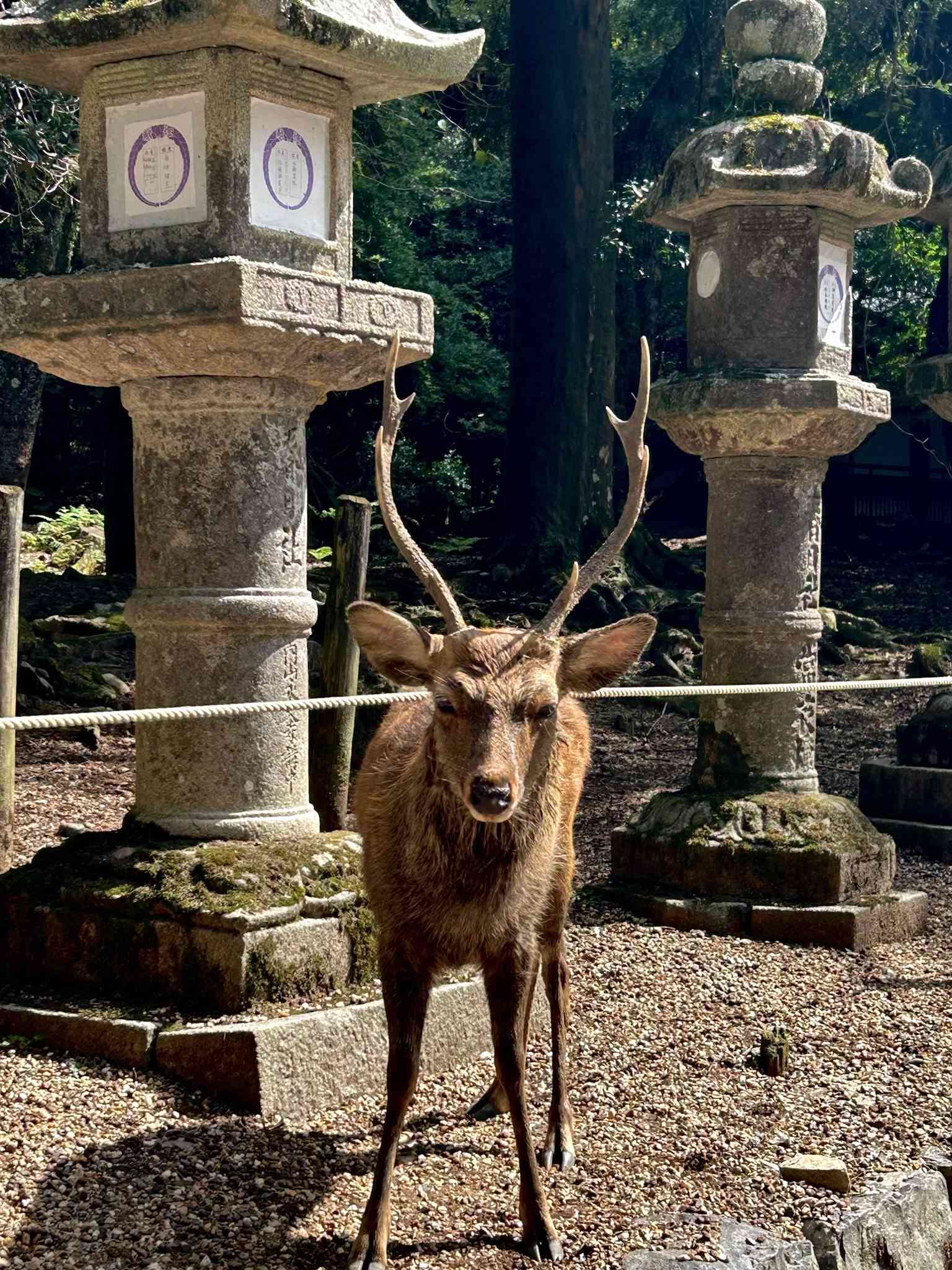 Japan photograph